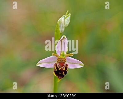 Einzelne Blüte der Bienenorchidee (Ophrys apifera) mit Knospen auf Blütenspitze bei Kolonie, die viele Variationen von Muster und Form in Lancashire, England zeigt Stockfoto