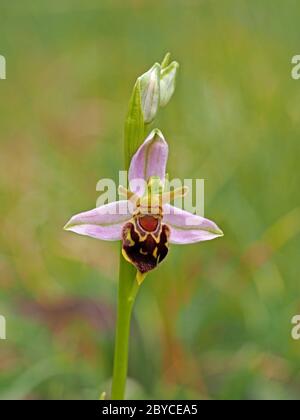Einzelne Blüte der Bienenorchidee (Ophrys apifera) mit Knospen auf Blütenspitze bei Kolonie, die viele Variationen von Muster und Form in Lancashire, England zeigt Stockfoto