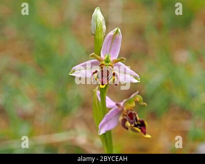 Zwei Blüten der Bienenorchidee (Ophrys apifera) auf Blütenspitze mit Knospe, die wilde Variationen von Muster und Form bei Kolonie in Lancashire, Ngland UK zeigt Stockfoto