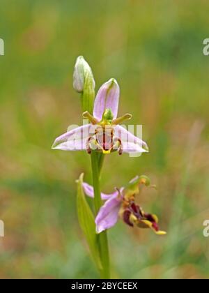 Zwei Blüten der Bienenorchidee (Ophrys apifera) auf Blütenspitze mit Knospe, die wilde Variationen von Muster und Form bei der Kolonie in Lancashire, England, zeigen Stockfoto