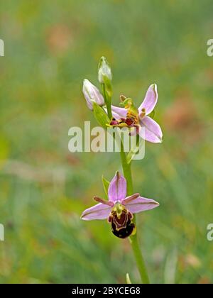 Zwei Blüten der Bienenorchidee (Ophrys apifera) auf Blütenspitze mit Knospe, die wilde Variationen von Muster und Form bei der Kolonie in Lancashire, England, zeigen Stockfoto