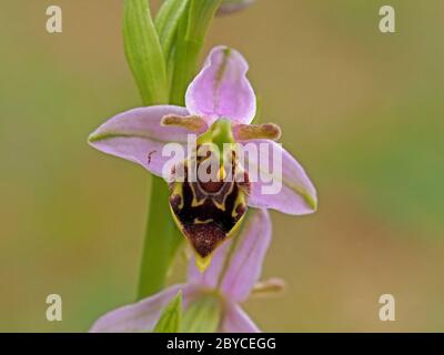 Blume von Insektenmimik Bienenorchidee (Ophrys apifera) zeigt Pollinien & starke Variationen von Muster und Form in kleinen Kolonie in Lancashire, England UK Stockfoto