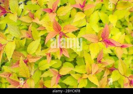 Grüne, rosa und orange Blätter Textur. Vorderansicht der japanischen Spirea Goldflame Firelight Stockfoto