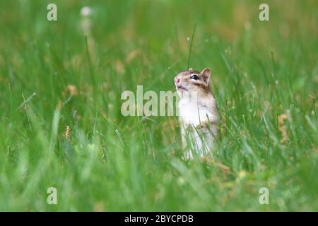 Ein süßer kleiner Ostchipmunk Tamias striatus, der im Sommer im Gras in der Nähe des Baues auf Nahrungssuche geht.