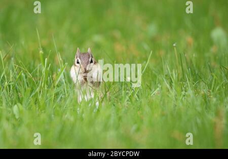 Ein süßer kleiner Ostchipmunk Tamias striatus, der im Sommer im Gras in der Nähe des Baues auf Nahrungssuche geht. Stockfoto