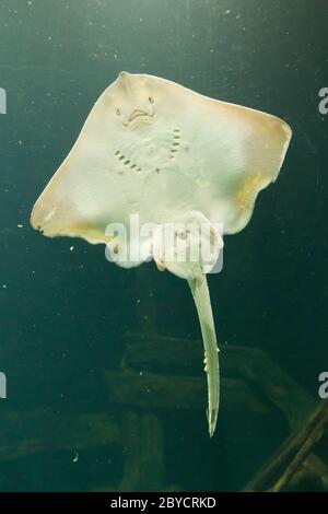 Ray in einem holländischen aquarium Stockfoto