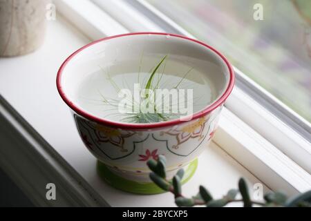 Eine Luftpflanze (tillandsia), die in einer Schüssel Wasser einweicht. Stockfoto