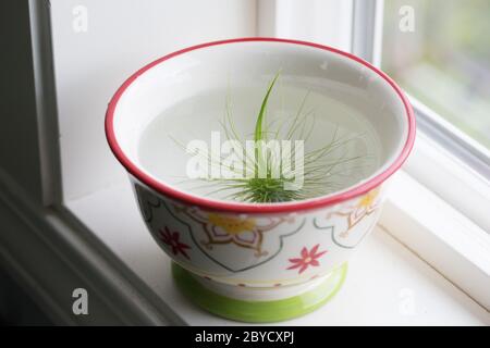 Eine Luftpflanze (tillandsia), die in einer Schüssel Wasser einweicht. Stockfoto