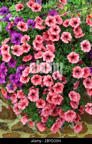 Petunien, überhängende Gartenwand, rosa und lila, Beet-Pflanzen Stockfoto