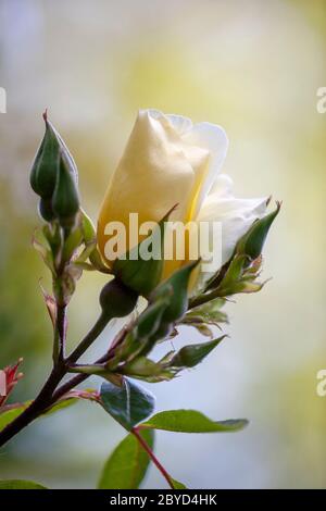Eine Gruppe von Knospen und eine offene Blume eines kanarienvogels, Rosa xanthina, Rosenpflanze. Balham, London, England, Großbritannien Stockfoto