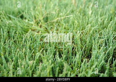 Eine Nahaufnahme von Pickleweed (auch bekannt als Seegspargel) in Haida Gwaii, British Columbia Stockfoto