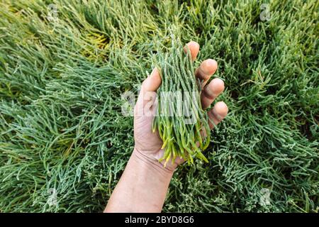 Eine Handvoll Pickleweed (auch bekannt als Seegspargel), geerntet in Haida Gwaii, British Columbia Stockfoto