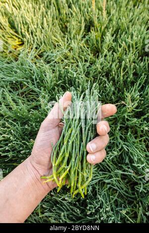 Eine Handvoll Pickleweed (auch bekannt als Seegspargel), geerntet in Haida Gwaii, British Columbia Stockfoto