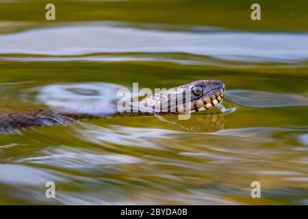 Northern Water Snake (Nerodia sipedon) Schwimmen - Brevard, North Carolina, USA Stockfoto