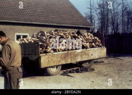 Ein amerikanischer Soldat steht vor dem Krematorium des KZ Buchenwald, Deutschland, nach seiner Befreiung neben einem mit Leichen beladenen Wagen. 16. April 1945 Stockfoto