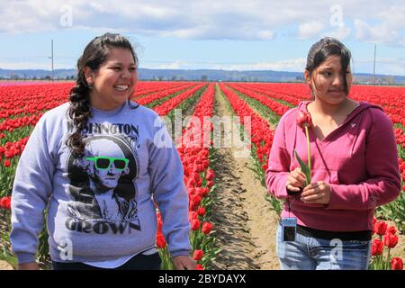 Skagit Valley, Mount Vernon, Tulpenfelder, Washington Stockfoto