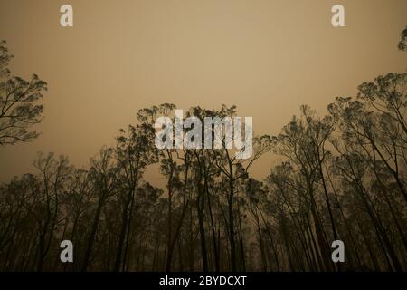 Die Überreste eines Grundstücks, das Anfang Januar 2020 durch die Buschbrände in den Wasserlöchern in Victoria Australia zerstört wurde. Stockfoto