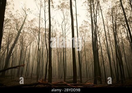 Die Überreste eines Grundstücks, das Anfang Januar 2020 durch die Buschbrände in den Wasserlöchern in Victoria Australia zerstört wurde. Stockfoto