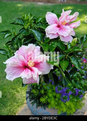 Rosafarbener tropischer Hibiskusbaum mit zwei großen Hibiskusblüten in voller Blüte. Stockfoto