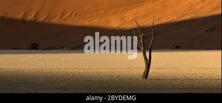 Deadvlei in der Namibiawüste, Namibia. Deadvlei ist eine weiße Tonpfanne in der Nähe von Sossusvlei, die sich im Namibia-Naukluft Park befindet. Stockfoto