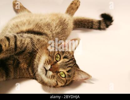 Entspannte Katze Stockfoto