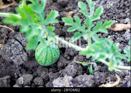 Bio-Wassermelone wächst auf dem Feld auf Öko-Farm. Nahaufnahme von wachsenden kleinen grün gestreiften Wassermelone in der Hand des Bauern. Binden Sie die Früchte einer frühen Wassermelone im Frühjahr im Garten Stockfoto