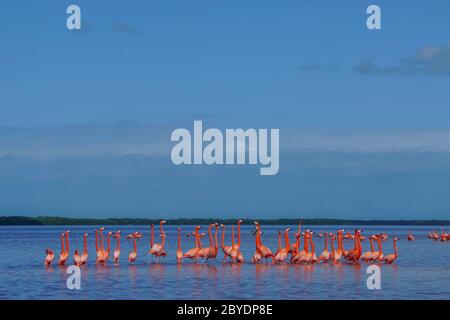 Celestun, Yucatan, Mexiko: Amerikanische Flamingos - Phönicopterus ruber - Waten im flachen Wasser des Biosphärenreservats Celestun. Stockfoto