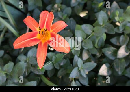 Eine lebendige, leuchtend orange Lilie in voller Blüte kontrastiert mit dunkelgrünem Laub, Platz für Text, Kopie, Konzept für den Frühling, Botanik, Gartenarbeit, Stockfoto