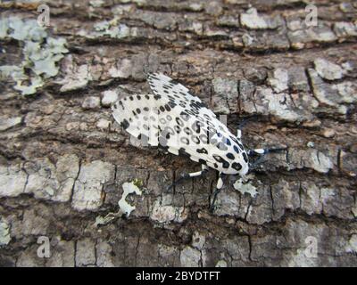 Nahaufnahme einer charakteristischegetupften Riesenleopardenmotte auf der Rinde eines Baumes Stockfoto