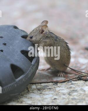 Waldmaus Stockfoto