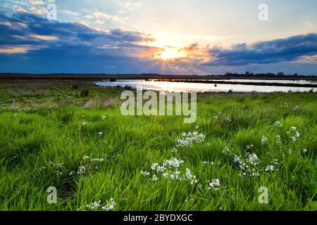 Sonnenuntergang über blühender grüner Wiese Stockfoto