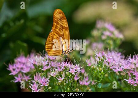 Julia Butterfly oder Julia Heliconian (Dryas iulia) Stockfoto