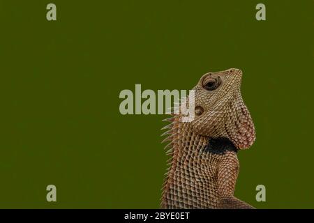 Orientalische Garteneidechse (Calotes versicolor). Stockfoto