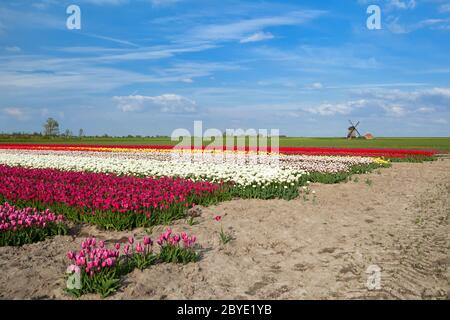 Bunte Tulpenfelder und Windmühle in Alkmaar Stockfoto