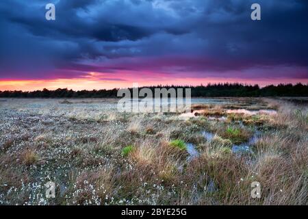 Blühendes Baumwollgras auf Sumpf bei Sonnenuntergang Stockfoto