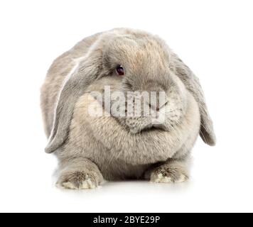 Lop-Earred Kaninchen Stockfoto