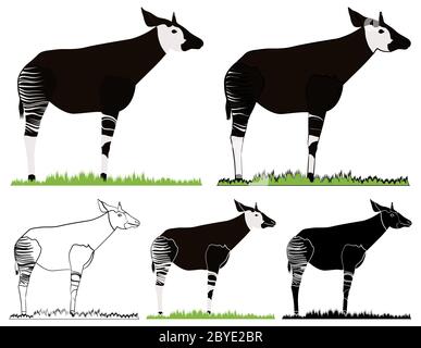 Okapi, afrikanisches Tier in der Vorderansicht Stock Vektor