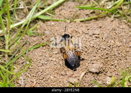 Andrena Stockfoto