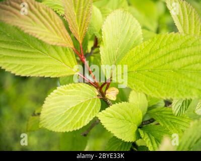 grünes Blatt Stockfoto