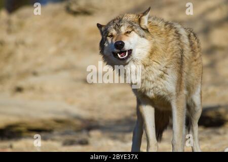 Ostwolf oder amerikanischer Grauwolf (Canis lupus ly Stockfoto