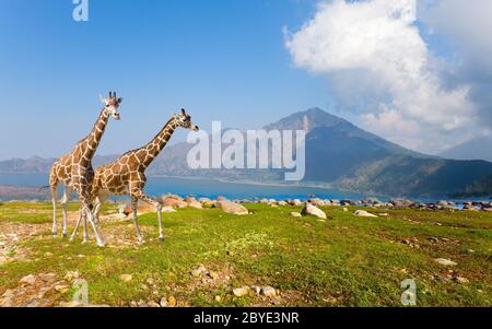 Giraffe in Savanne auf dem Hintergrund von Bergen Stockfoto