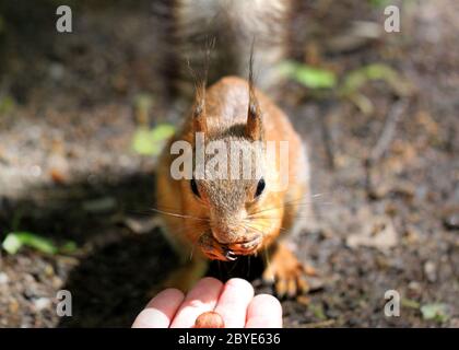 Portrait eines Eichhörnchen essen mit den Händen Stockfoto