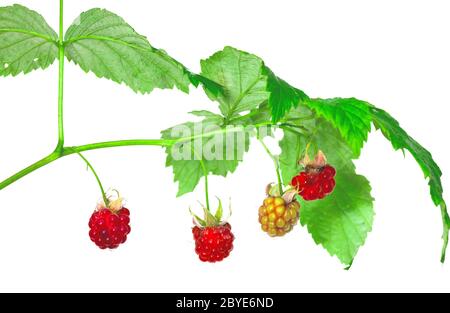 Reife Beeren eine Himbeere auf einem Ast Stockfoto