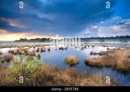 Blauer stürmischer Himmel über Sumpf mit Baumwollgras Stockfoto