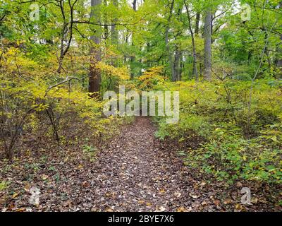 Der Blick auf den Wanderweg im Herbst in der Nähe von Bellevue State Park, Wilmington, Delaware, U.S.A Stockfoto