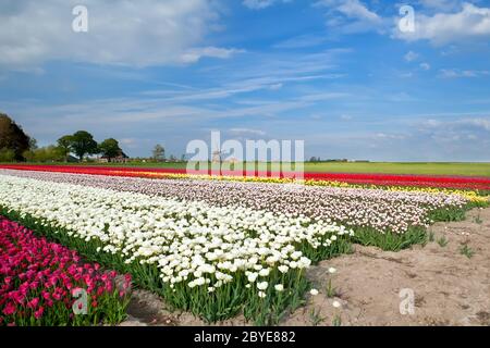 Bunte Tulpen auf Feld und Windmühle Stockfoto