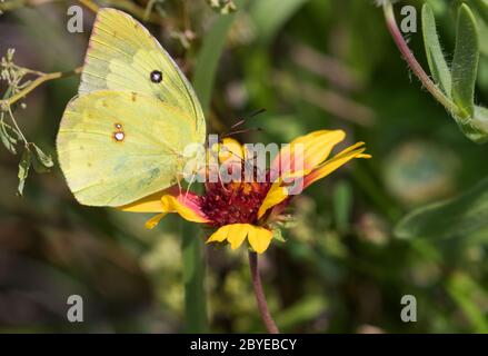 Phoebis sennae, der wolkenlose Schwefel oder wolkenloser Riese Schwefel, der sich von der Blume Galveston ernährt Stockfoto