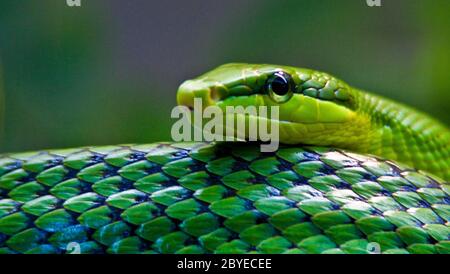 Rote Schwanzratschlanke (Gonyosoma oxycephalum) Stockfoto