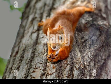 Eichhörnchen an einen Baum hängen Stockfoto