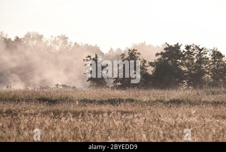 Morgennebel über der Wiese Stockfoto